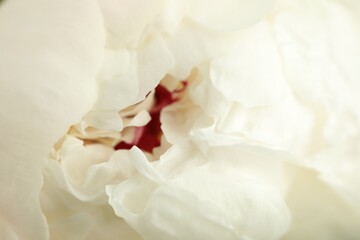 Beautiful peony flower as background, macro view