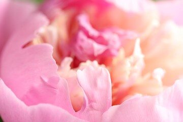 Fototapeta premium Beautiful peony flower as background, macro view