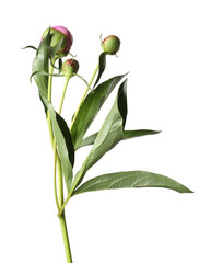 Peony plant with buds and leaves isolated on white