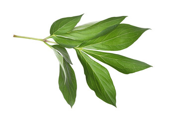 Green leaves of peony plant isolated on white