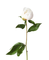 Obraz premium One beautiful peony flower with leaves isolated on white
