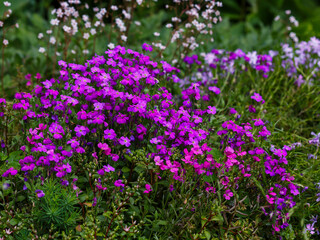 Aubrieta is a genus of flowering plants of the Cabbage family