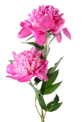 Two beautiful pink peonies isolated on white