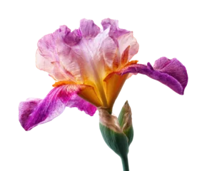  Beautiful iris flower blooming in vibrant colors for decoration, cut out transparent © Karina