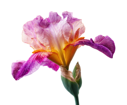Beautiful iris flower blooming in vibrant colors for decoration, cut out transparent