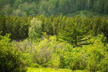 Green trees in the summer mountains at sunny day. Beautiful summer landscape.