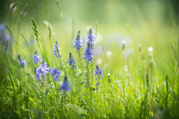 Green grass with wild blue flowers in a forest meadow at sunny day. Beautiful summer landscape.