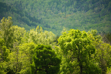 Green trees in the summer mountains at sunny day. Beautiful summer landscape