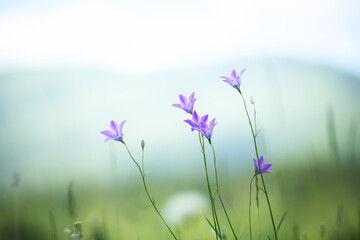 Bluebell flowers in the mountains at sunset. Beautiful summer landscape.