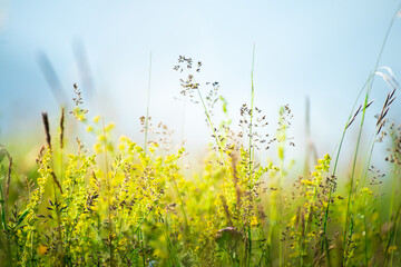 Wild green grass in the mountains at sunny day. Macro image, shallow depth of field.