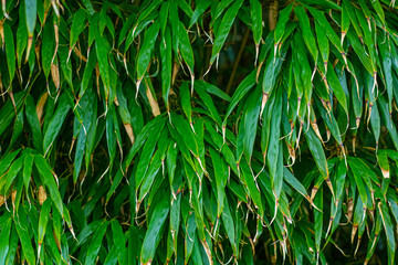 Bamboo leaf background with dried tips, Natural bamboo