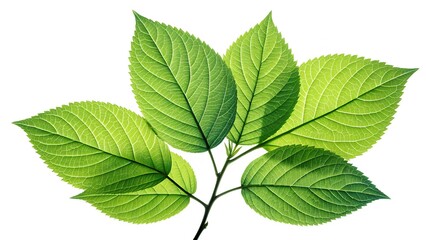 Fototapeta premium Sleek High-Contrast Leaf Cluster Representing Growth