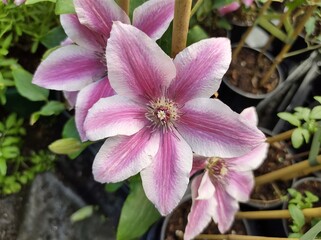 Clematis 'Carnaby'