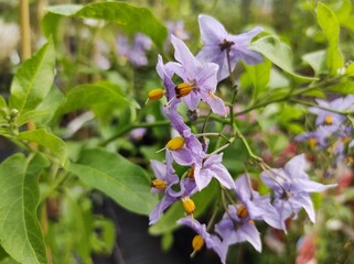 Solanum crispum 'Glasnevin'