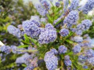 Ceanothus 'Concha'