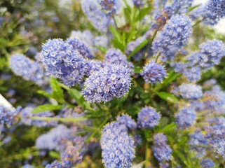 Ceanothus 'Concha'