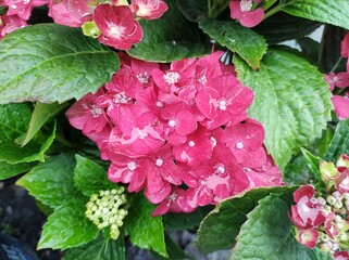 Hydrangea macrophylla 'Red Reggae'