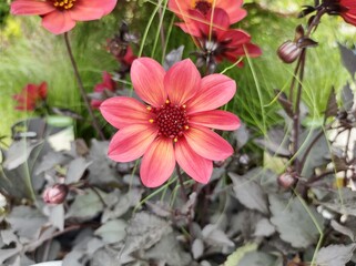 Dahlia 'Lubega Dark Red Glow'