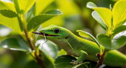 Fototapeta premium Green gecko feasting on an insect