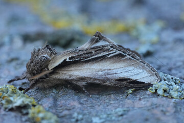 Closeup on a European Swallow prominent owlet moth, Pheosia tremula on a lichen covered twig