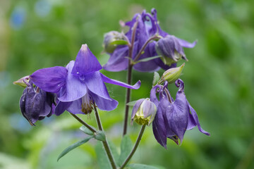 Closeup on a dark blue Common columbine flower, Aquilegia vulgaris in the garden