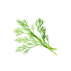 fresh dill sprig isolated on white background