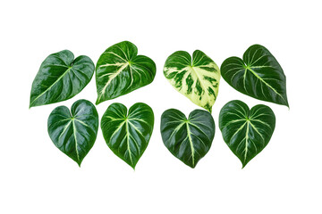 philodendron verrucosum leaves isolated on white background