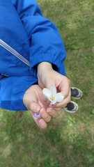 Child hands holding small spring flowers. The beauty of nature captured in a moment