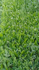 Lush Green Carpet of Lily of the Valley Flowers in a Meadow, Springtime Floral Abundance