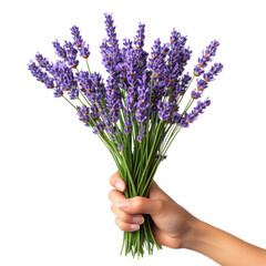 lavender bouquet held in hand on white background