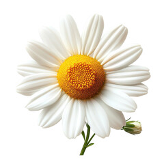 daisy flower isolated on white background