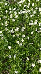 Carpet of White Anemone Flowers Blooming in a Lush Green Meadow on a Sunny Spring Day