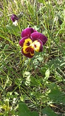 Vibrant Pansy Flower in a Lush Green Meadow, Symbolizing Springtime Beauty and Freshness