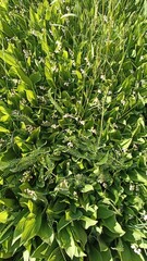 Lily of the Valley Blooms A Carpet of Delicate White Flowers in a Lush Green Meadow.