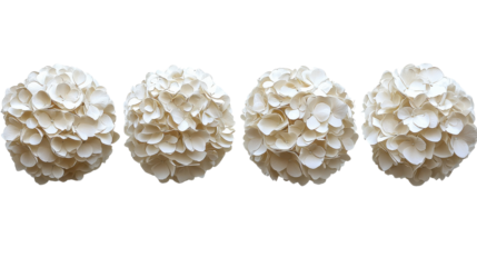white hydrangea flower balls on white background