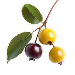 eugenia bunch isolated on white background