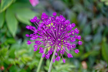purple flower in the garden, Botanical garden in Graz, Styria, Austria, Europe, April and May 2025