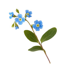 forget-me-not flowers on white background