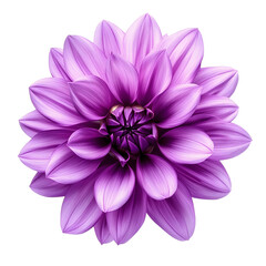 purple dahlia flower isolated on white background.