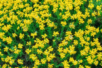 abstract yellow background, Botanical garden in Graz, Styria, Austria, Europe, April and May 2025