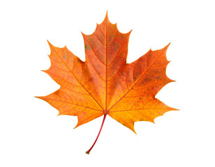 Obraz premium Single orange maple leaf isolated on transparent background