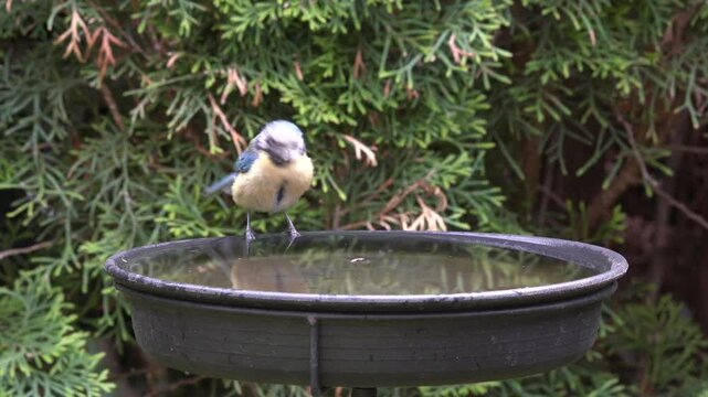 blue tit drinks water