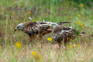 Milan royal,Milvus milvus , Red Kite