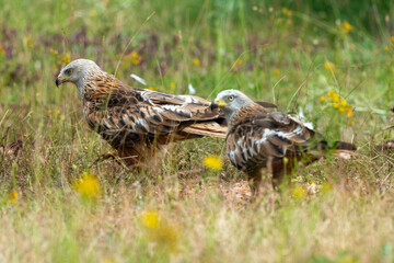 Milan royal,
Milvus milvus , Red Kite