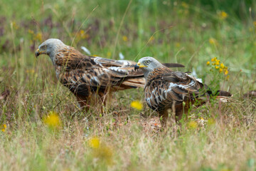 Milan royal,Milvus milvus , Red Kite