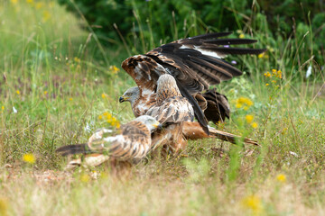 Milan royal,
Milvus milvus , Red Kite