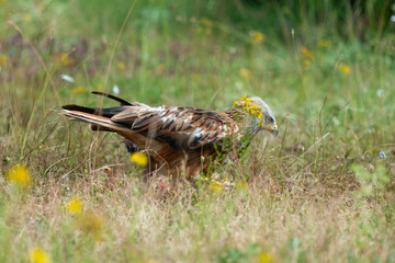 Milan royal,.Milvus milvus , Red Kite