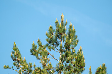 Pin d'Autriche, Pinus nigra