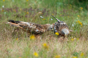 Milan royal,.Milvus milvus , Red Kite