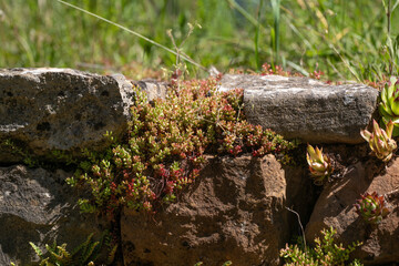orpin, muret en pierre sèche, Parc naturel régional des Grands Causses, 12, Aveyron, France